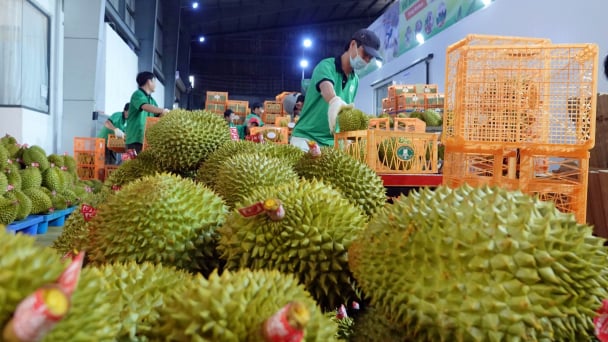 Xuất khẩu rau quả sang Trung Quốc tăng hơn 25%