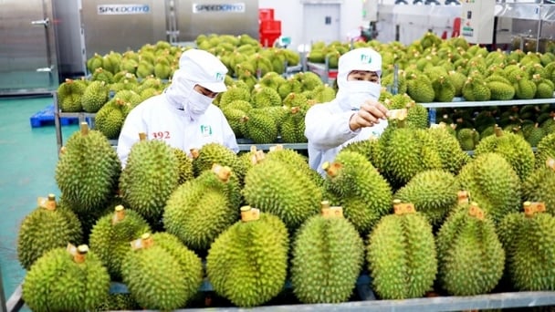 Điểm sáng xuất khẩu nông sản quý I/2023: Rau quả tăng trưởng 16,2%