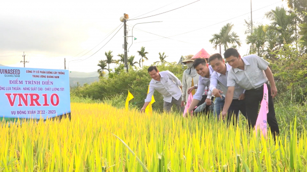 Các giống lúa của Vinaseed Group nổi trội về năng suất, chất lượng