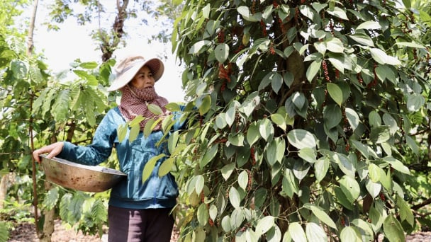 Doanh nghiệp xuất khẩu tiêu cần thận trọng, tỉnh táo trước đơn hàng lớn