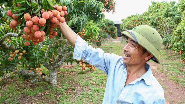 Vải thiều trồng theo hướng hữu cơ, giá 30.000 đồng/kg