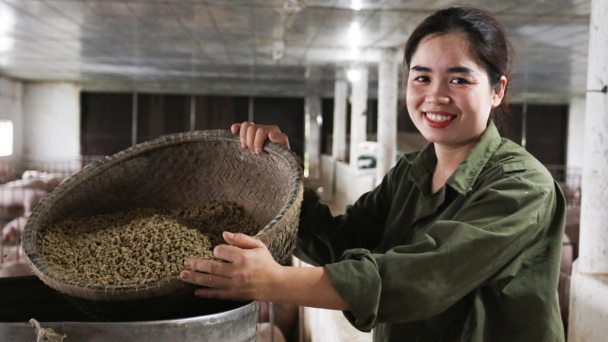 Nuôi lợn bằng thảo dược thu tiền tỷ mỗi năm
