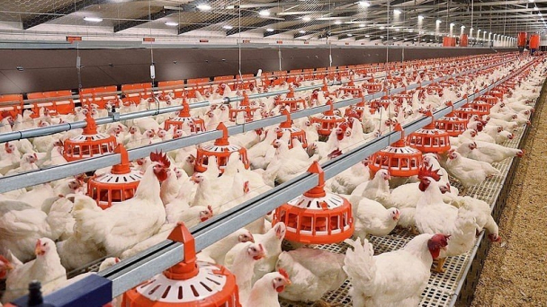 Người nuôi gà lông trắng lỗ khoảng 6.000 - 9.000 đồng/kg