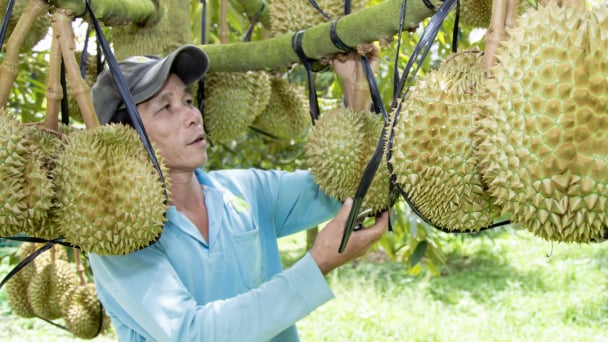 Phát triển ‘nóng’ sầu riêng, chanh dây, Cục Trồng trọt lên tiếng