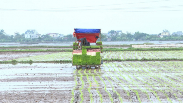 Nông dân kiến nghị không xả lũ để tăng diện tích lúa thu đông