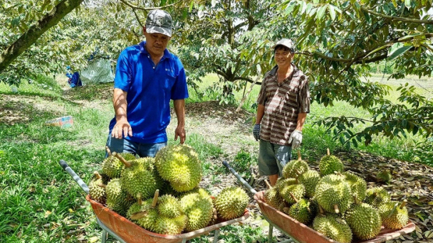 Giá sầu riêng tăng hơn 40% so với cùng kỳ