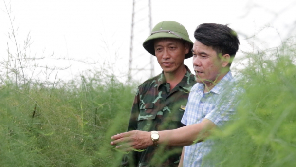Nông dân trồng măng tây hữu cơ lợi nhuận hơn 60 triệu đồng/sào