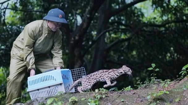 Bỏ quy định dừng nhập khẩu động vật hoang dã