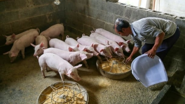 Bộ Tài chính nêu phương án giảm thuế xuất MFN với khô dầu đậu tương