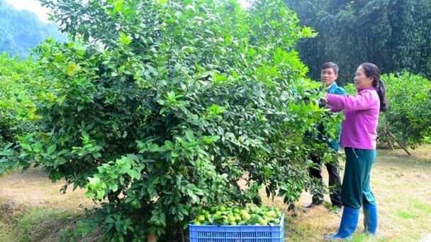 Giá chanh vượt 30.000 đồng/kg, lo bùng phát diện tích