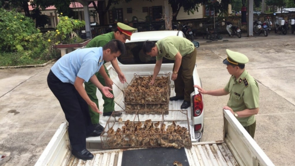 Thủ tướng chỉ đạo 'nóng' về ngăn chặn nhập lậu, vận chuyển trái phép động vật
