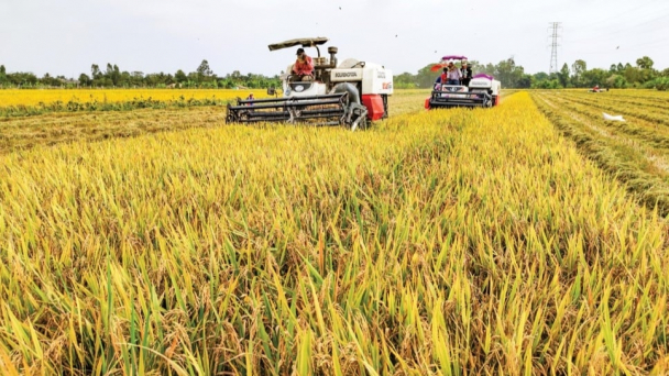 Sửa Nghị định 116 để tháo ‘nút thắt’ cho vay nông nghiệp