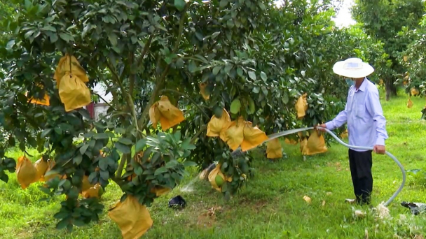 Bao quả chống nắng cho bưởi Phúc Trạch