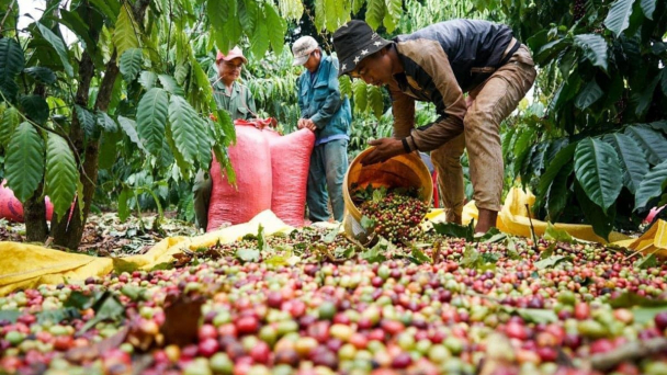 Giá cà phê đang trở lại đỉnh lịch sử khi nguồn cung cạn kiệt