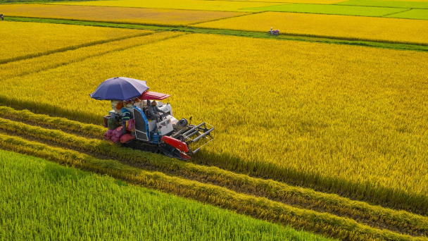 FAO dự báo sản lượng gạo Việt Nam sẽ sụt giảm trong niên vụ 2024 - 2025