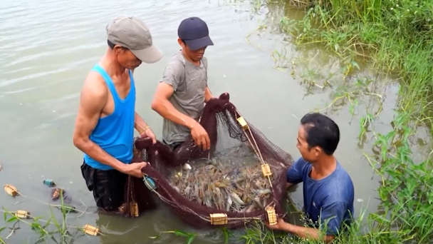 Không giấu dịch khi phát hiện tôm nhiễm bệnh