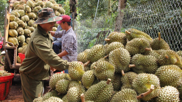 Thái Lan chi 65 triệu USD nhập khẩu sầu riêng đông lạnh của Việt Nam