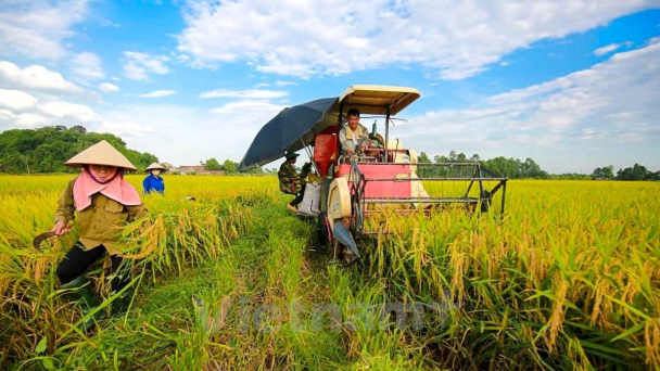 Thiết chế đặc biệt cho ngành hàng lúa gạo