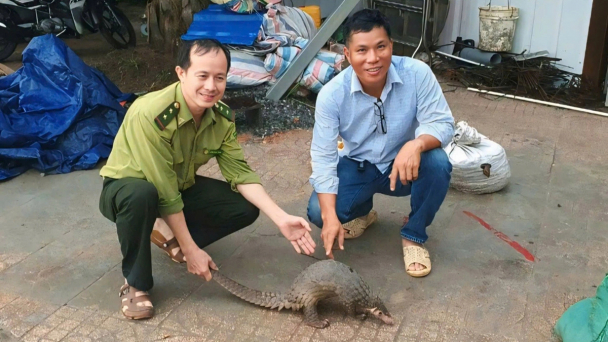 Bắt được tê tê Java quý hiếm nặng 5kg bị thương
