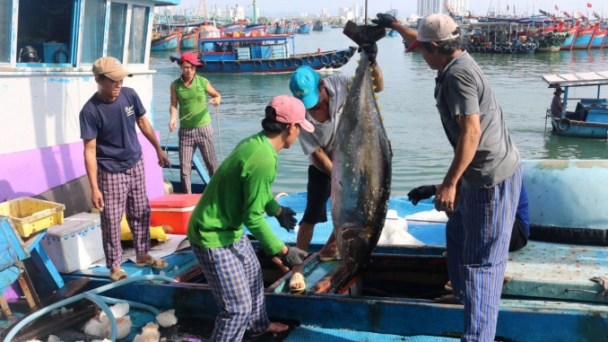 Tuna exports to the US strongly increase