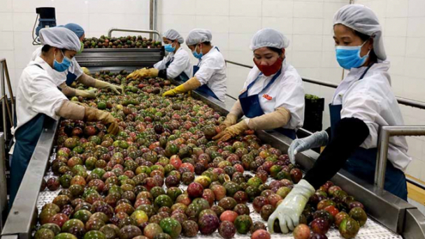 Vietnam’s agriculture: Stay active to tap opportunities