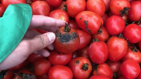 Cần có kiểm soát chất lượng ‘nông sản giải cứu’