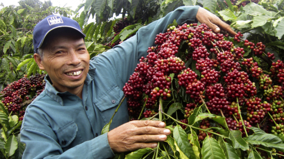 Coffee, cashew nut and pepper from Vietnam on shelves of UK's big supermarkets