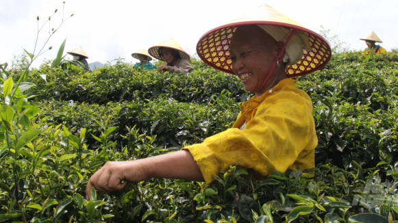 Developing organic farming in Cao Bang Province’s Phja Den Mountain