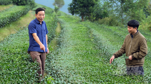 A famous tea area rises up and shines in Lai Chau agricultural industry