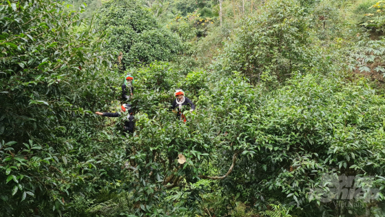 Vùng chè di sản khổng lồ: Loại chè bạc triệu trên núi cao 2.400m