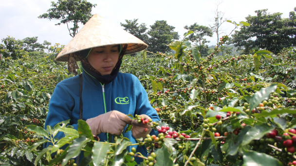 Arabica Khe Sanh coffee gradually captures the US market