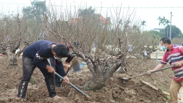 Chuyển đổi đất lúa kém hiệu quả sang cây cảnh