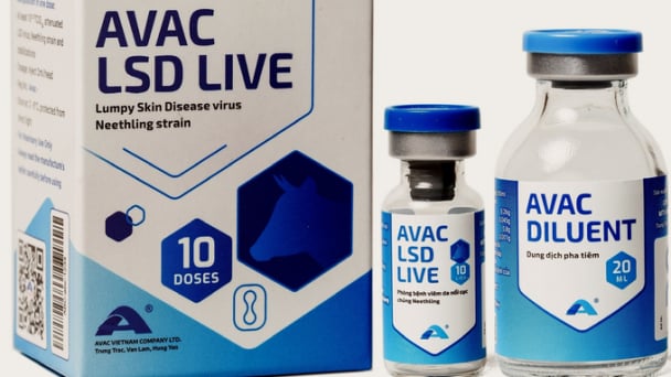 Việt Nam sản xuất thành công vacxin phòng bệnh viêm da nổi cục trên trâu bò