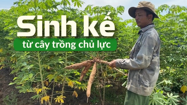 Thủy chung với cây sắn