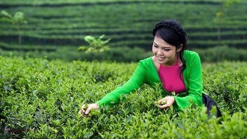 Tri thức trồng và chế biến chè Tân Cương là di sản văn hóa phi vật thể quốc gia