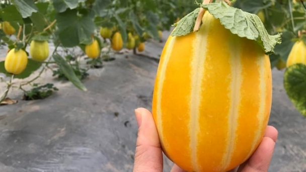 Dưa lê vàng lai Happy 6 năng suất hơn 30 tấn/ha, giá thấp nhất 30.000 đồng/kg