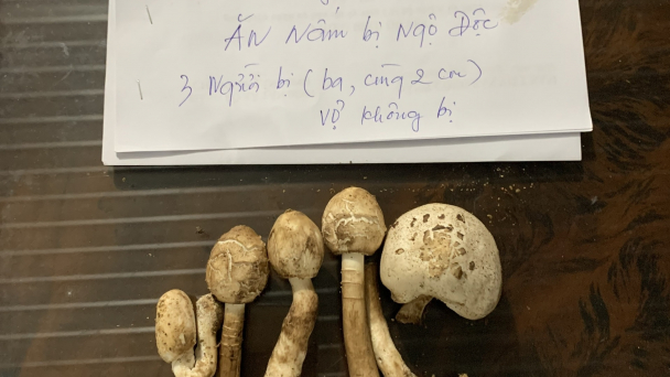 2 gia đình nhập viện, 1 người tử vong vì ăn nấm dại