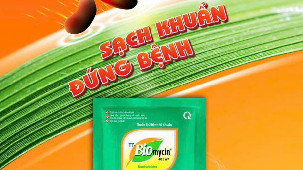 TT Biomycin 40.5WP: Diệt nhanh vi khuẩn, bảo vệ năng suất lúa
