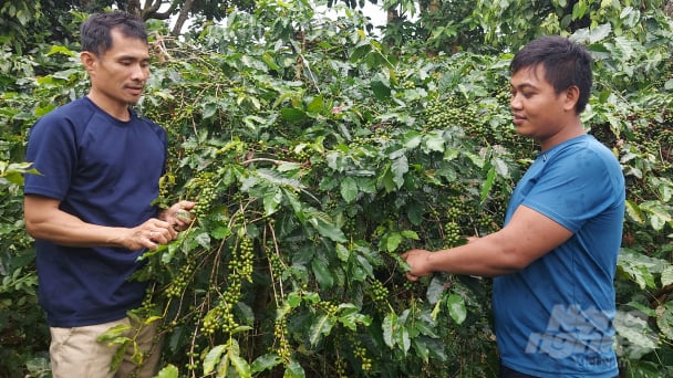 Đan Mạch hỗ trợ Quảng Trị sản xuất cà phê không gây mất rừng
