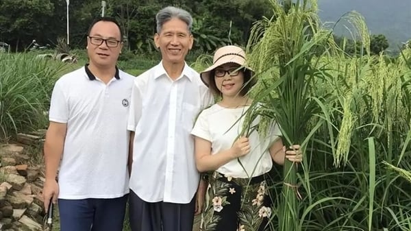 Trung Quốc đưa vào sản xuất giống lúa được lai tạo giữa lúa và tre