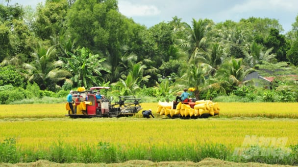 Tăng cường công tác bảo vệ thực vật trong sản xuất lúa