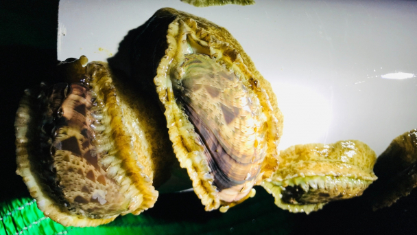 Chuyển giao con giống bào ngư vành tai