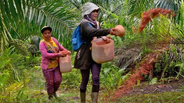 Indonesia đề xuất phương án giảm chi phí thực thi EUDR