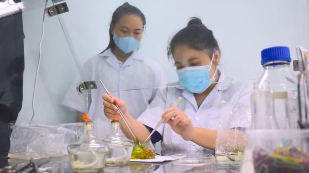Nữ kỹ sư miệt mài nghiên cứu hơn 30 giống cây nuôi cấy mô