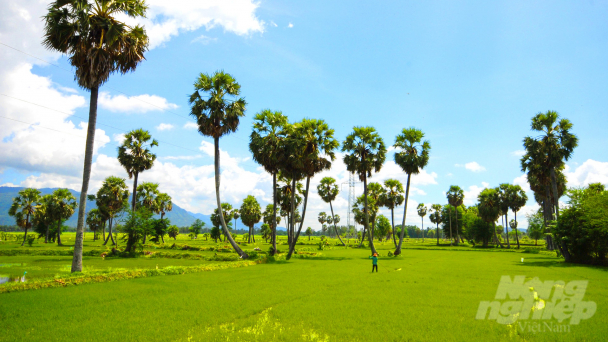 Giảm nghèo nhờ cây thốt nốt