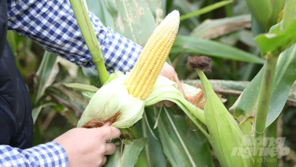 Trồng giống ngô VS201, cả vụ không phải phun thuốc