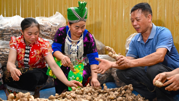 Đưa củ gừng Kỳ Sơn ra thế giới