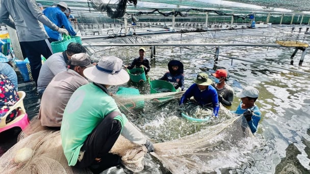 Chủ động kiểm soát dịch bệnh trên tôm