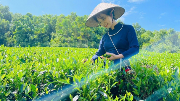 Nâng cao chất lượng chè hướng đến xuất khẩu