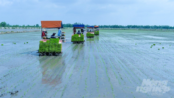 Lúa chất lượng cao, phát thải thấp: Bước đi đầu tiên của doanh nghiệp